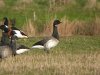 Pale-bellied Brent Goose at Fleet Head (Steve Arlow) (107963 bytes)